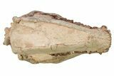 Fossil Oreodont (Merycoidodon) Skull - South Dakota #263486-4